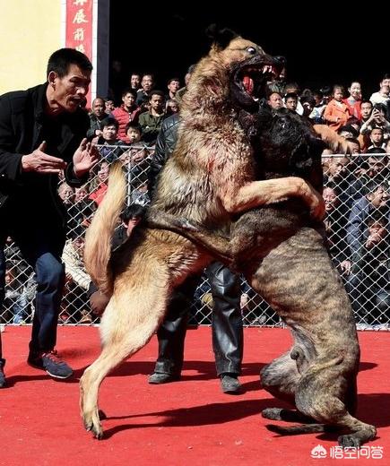 大型犬斗狗打架视频:马犬和斗狗打架视频 山西、河南农民组织新春斗狗比赛，猛犬撕咬场面激烈。你怎么看？