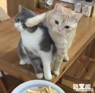 vitakraft好吗:猫咪可以吃的零食有哪些？ vitakraft零食