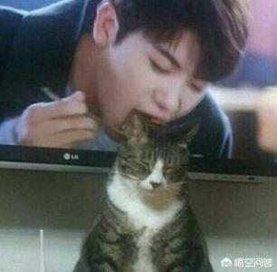 卫塔卡夫猫粮加盟:为什么这么多的投资者会选择加盟派多格呢？ 卫塔卡夫猫零食