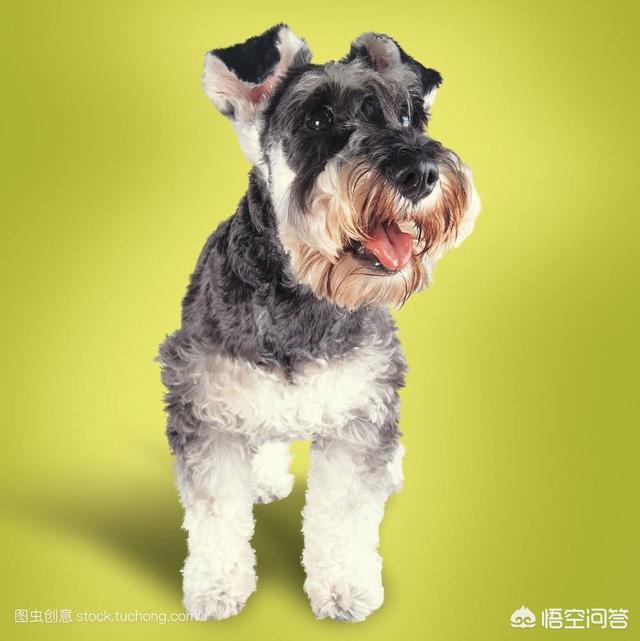 小型犬种:狗市上，哪些小型犬串的最多？ 小型犬种类大全图片及名称