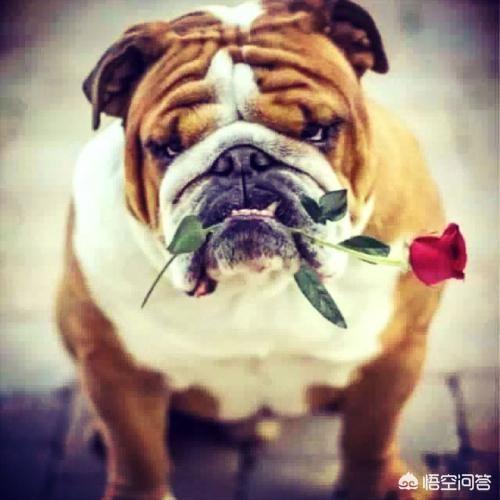 成都英斗犬:成都把中华田园犬列为22种禁养犬之一，你怎么看？