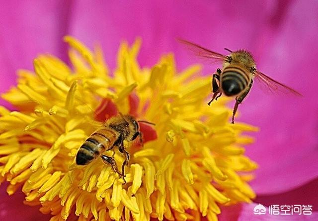 头条问答 买来花粉了 应该怎样食用呢 心怀大志的回答 0赞