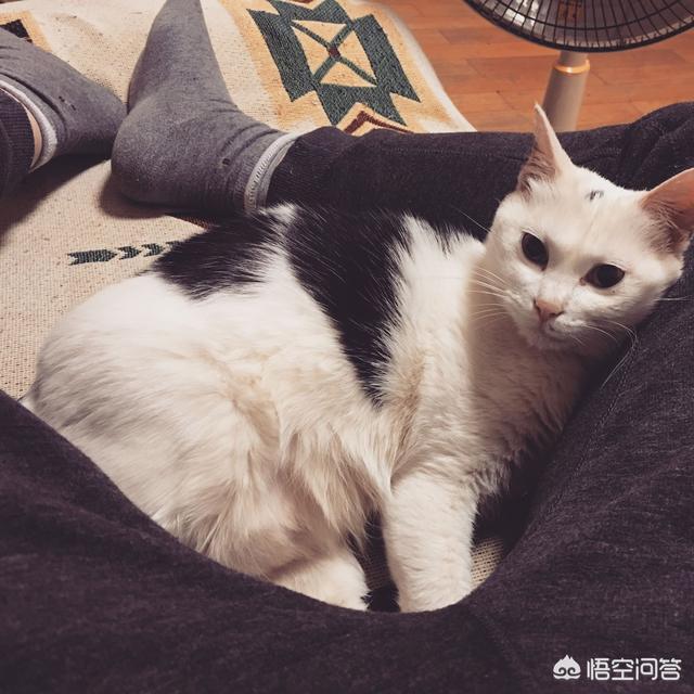 吸猫为什么有快感视频:怎么才能让猫和自己亲近点？