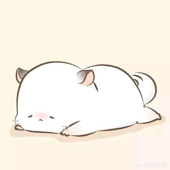 头条问答 - 四毛为什么是龙猫?(1个回答)