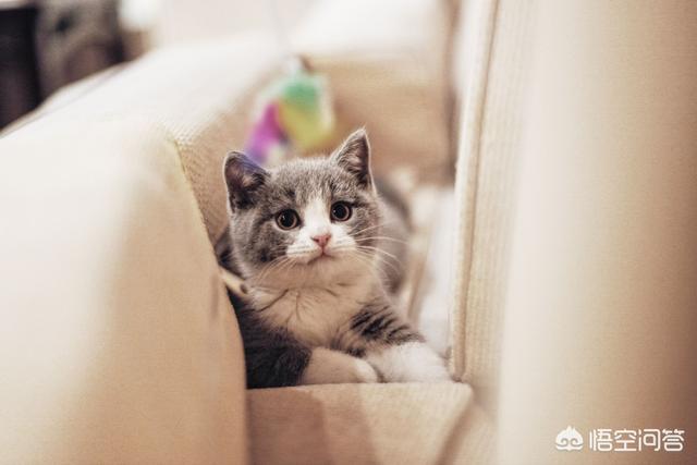 狗吃了松木猫砂怎么办:波斯猫吃猫砂咳嗽该怎么办？ 狗不小心吃了猫砂怎么办