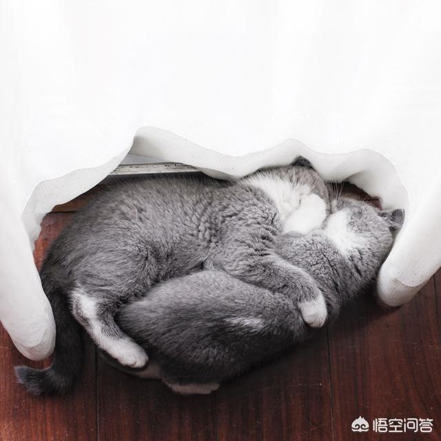 狗吃了松木猫砂怎么办:小猫喜欢玩猫砂，该怎么办？ 狗吃了很多猫砂怎么办