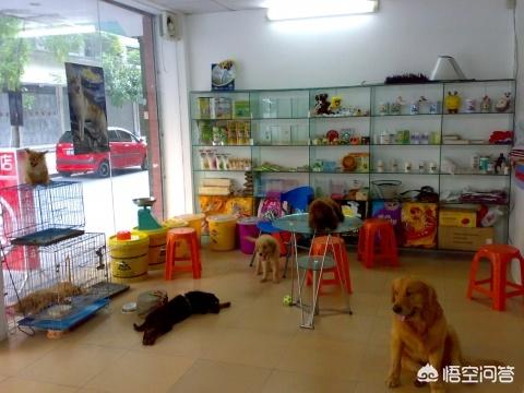 宠物食品店如何开:开宠物医院或经营与宠物有关的项目，利润怎么样？手续好办吗？