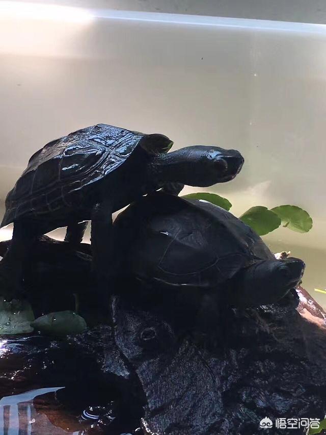墨龟怎么养?-惠修网