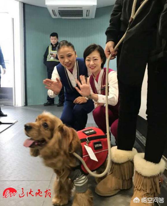 法斗犬能坐飞机吗:宠物也能跟主人一起乘飞机？