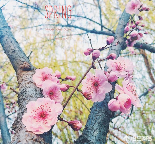 山石花图片,吸水石盆景如何种植植物？