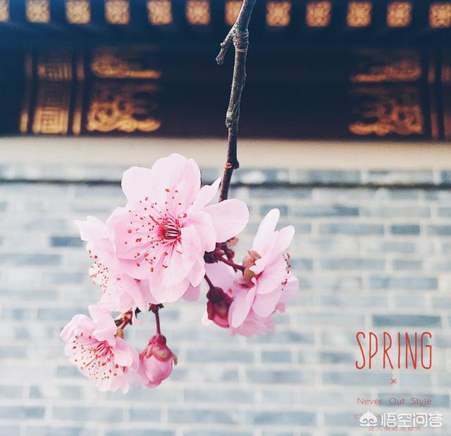 山石花图片,吸水石盆景如何种植植物？