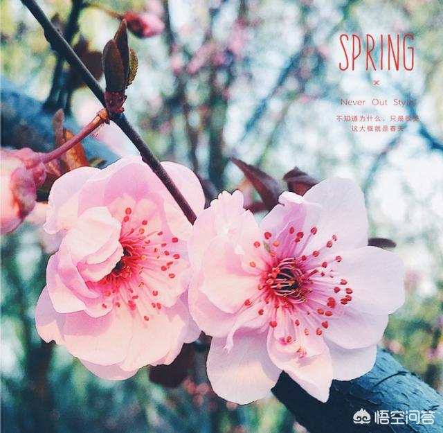 山石花图片,吸水石盆景如何种植植物？