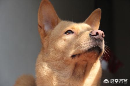 中国土狗:中华田园犬是指土狗这一种品种，还是中国所有土狗的总称？