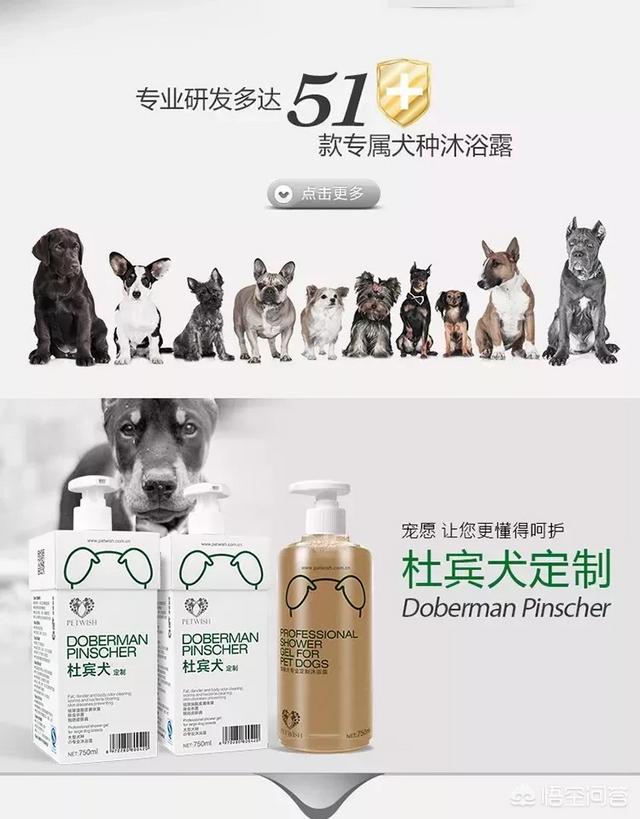 如何饲养杜宾犬？