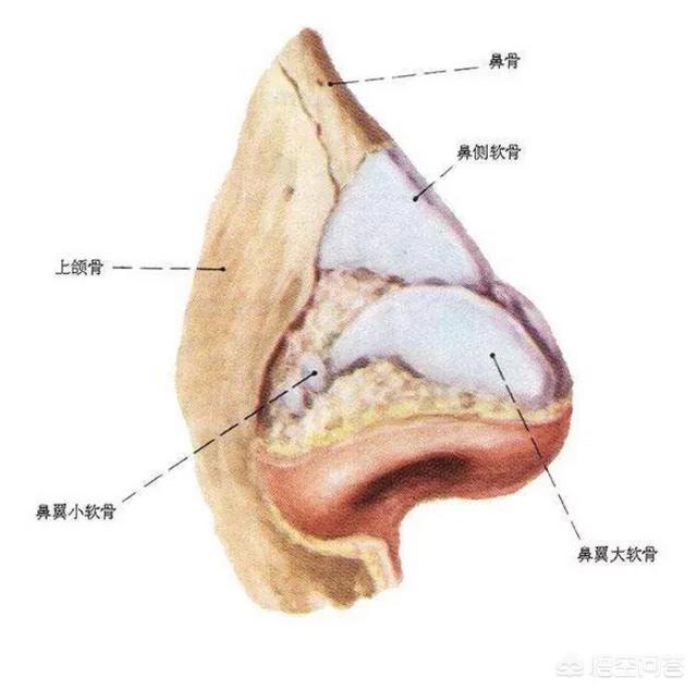 鼻骨图片 婴儿图片