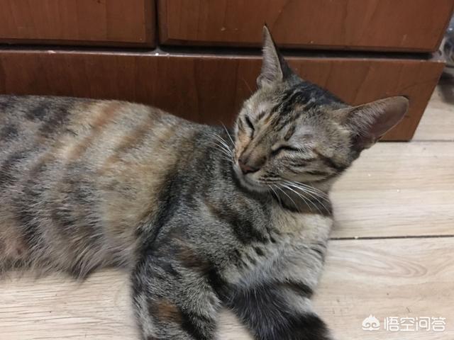 收养流浪猫 求赞助:流浪猫是否都会渴望被那些对它表达友好的人类所收养？ 收养流浪猫吉利吗