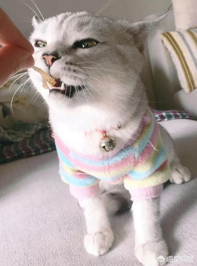 布偶猫幼猫粮哪个好:3个月的布偶猫吃什么好？