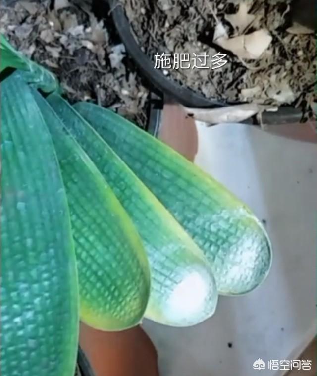 52君子兰网:我家的君子兰叶子黄了怎么办？