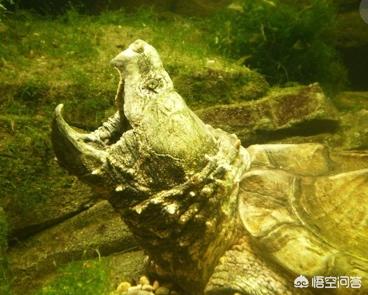 体型最大的龟:什么乌龟是世界上体型最大的？