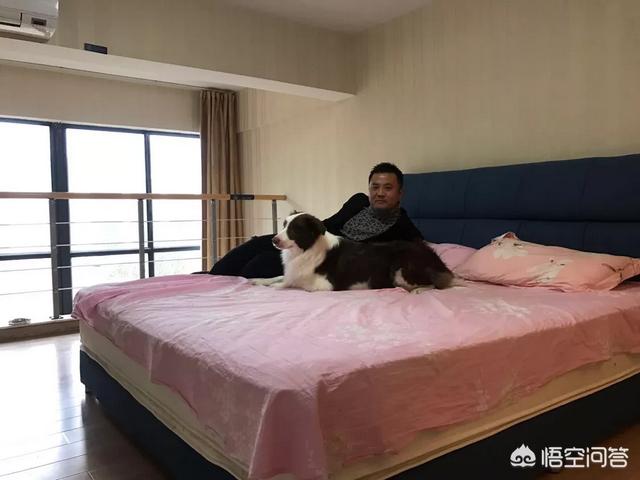 南通法牛犬舍:你最想养什么品种的狗呢？