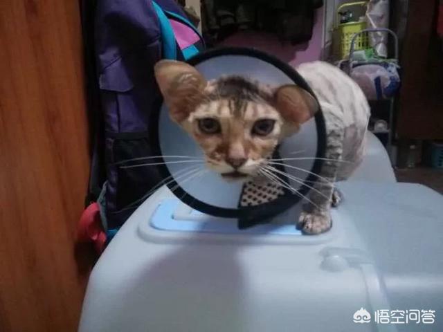 猫癣怎么治:怎样有效便宜的治疗猫咪猫癣？ 猫癣怎么治好得快用什么药膏