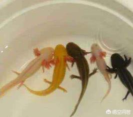 怀孕的六角蝾螈怎么养:六角龙鱼（蝾螈）不吃饭怎么办？