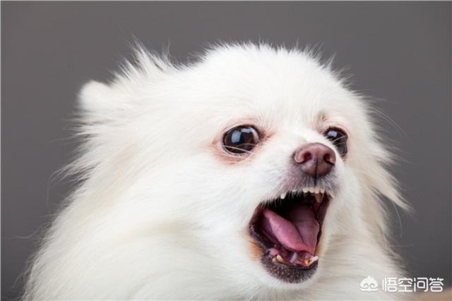 小哈多利系博美犬图片:蝴蝶犬VS博美犬之间，谁更胜一筹？