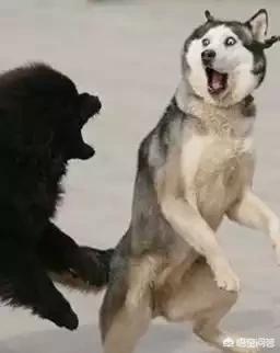 乐山犍为哈士奇吧:第一次养哈士奇要注意什么？
