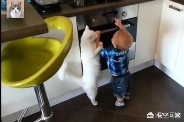 双子座适合养猫还是养狗:猫咪和狗狗哪个更适合养在有孩子的家里？