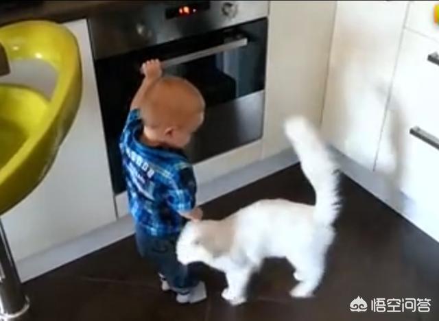 双子座适合养猫还是养狗:猫咪和狗狗哪个更适合养在有孩子的家里？