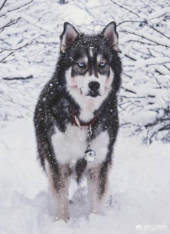 缉毒犬拉布拉多图片:金毛，拉布拉多和哈士奇这三大无攻击性犬，你会选择哪个呢？