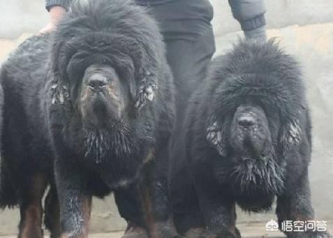 原生态藏獒的尾巴:藏獒为什么打不过平原的土狗？