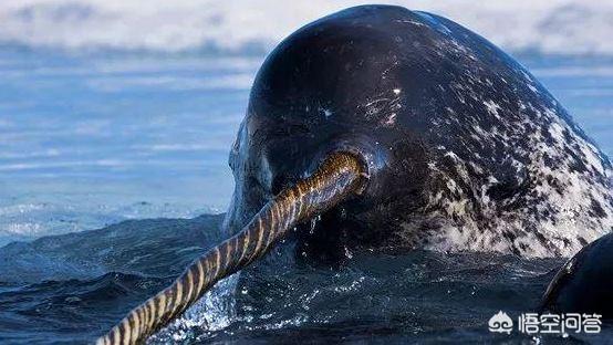 独角鲸的误会独角鲸是个误会,严格的说它的角不是角,只是变异的长牙