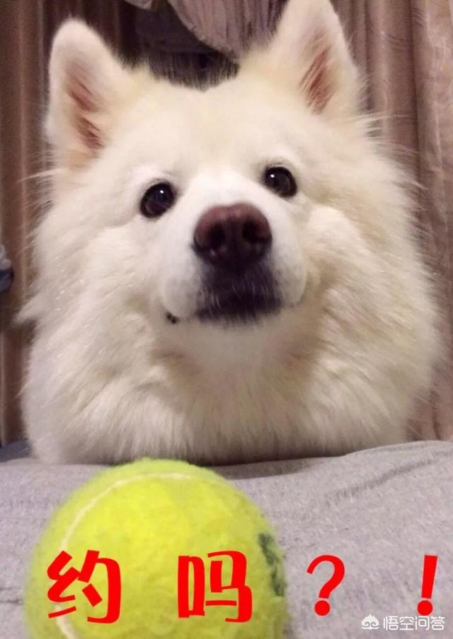 刚出生两天的巴哥犬怎么养:现在的年轻人都养些什么宠物？ 刚买的巴哥犬回家了怎么养