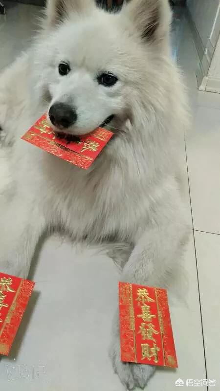 罗维纳犬画眉生头:现在的年轻人都养些什么宠物？