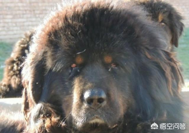 原生态藏獒的尾巴:藏獒为什么打不过平原的土狗？