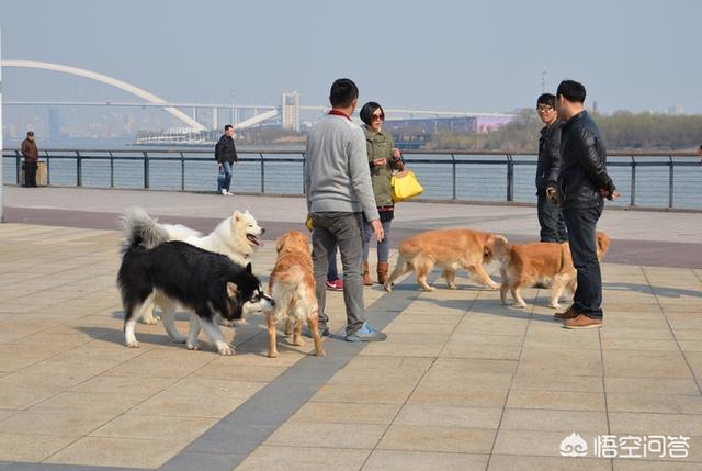 怎样判断用不用打狂犬疫苗图片:被打过疫苗的狗狗咬了还要注射狂犬疫苗吗？为什么？