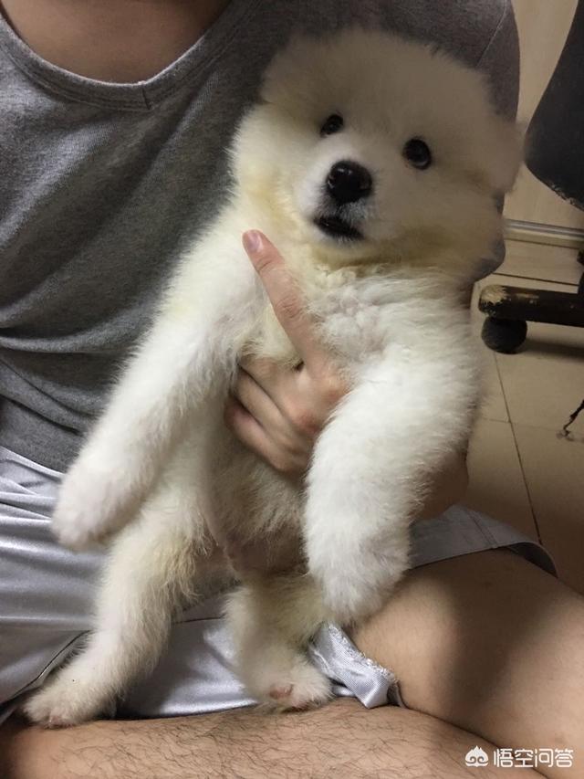 广州萨摩耶价格:萨摩耶养大了一个月大概需要花费多少钱？