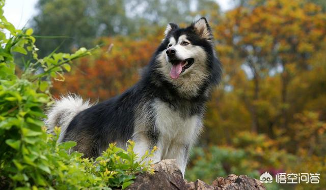 萨摩耶属于中型犬吗:条件很好，想养狗狗，是养阿拉斯加还是萨摩耶呢？