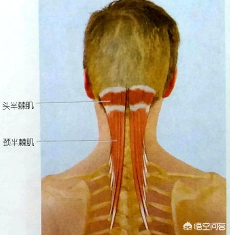 右后脑勺偶有疼痛感是怎么回事?-百科网