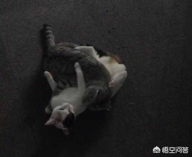 猫咪绝育:猫咪做绝育手术好还是不好呢？猫咪做绝育手术有风险吗？