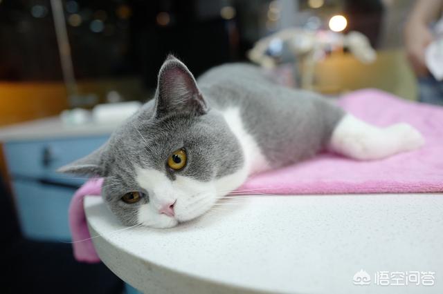 猫咪绝育:你们家没做绝育的猫过的怎么样？