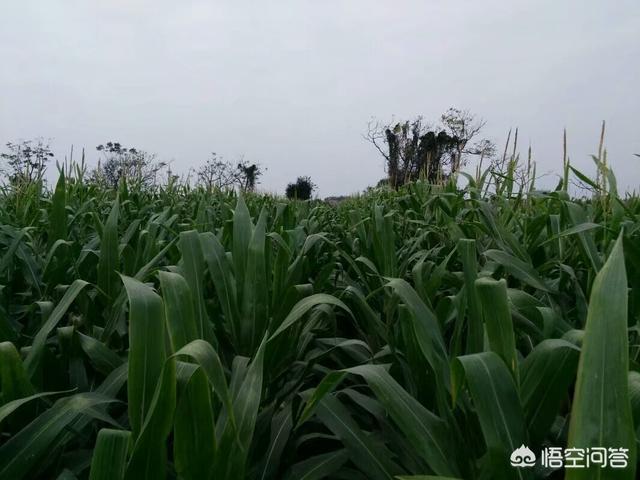 甘肃发现白化野骆驼:为什么现在一提到甘肃，好多人脑海里还是黄沙戈壁和骆驼呢