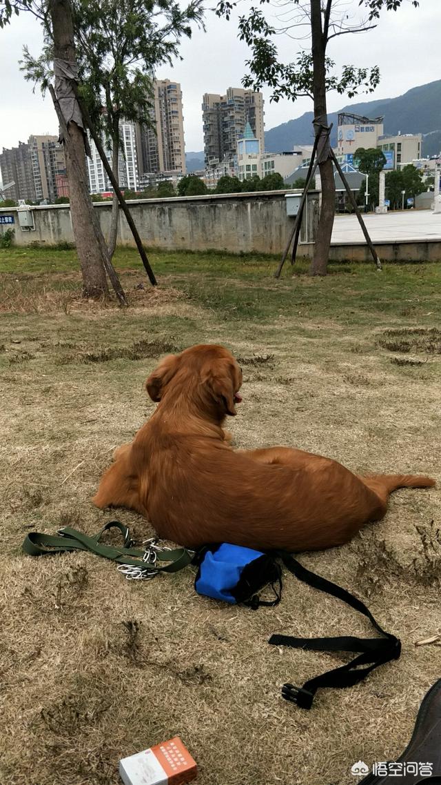 头条问答 想买一个狗狗 怎么选择犬种和购买呢 陈梁宠物服务部斌哥的回答 0赞