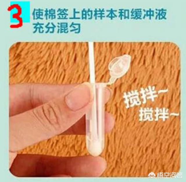预防犬瘟热中药:狗狗得了细小犬瘟热很多中成药可以治，为什么还要去医院打针？