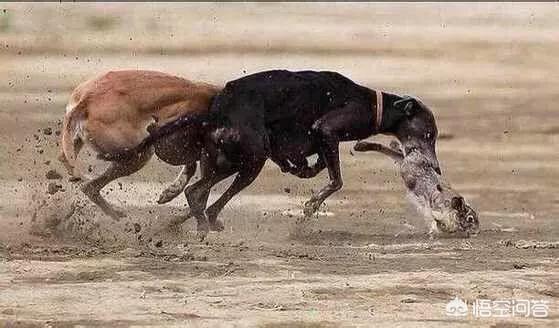 格力灵缇狗:格力犬的后腿肌肉怎么练？ 格力灵缇狗猎獾图片
