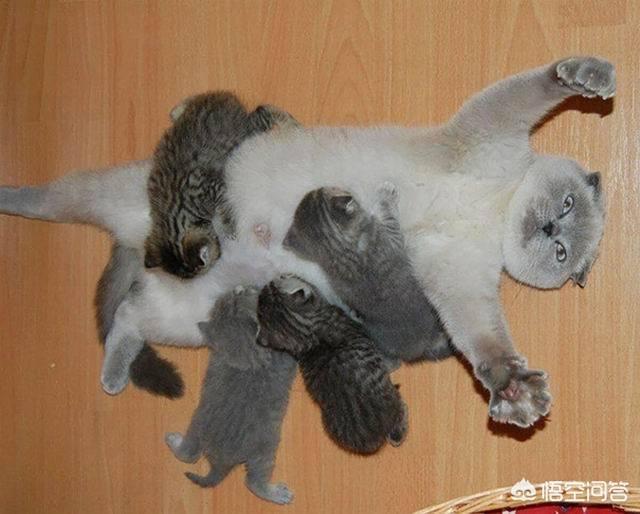 小猫咪视频:我喜欢猫，拍视频没素材，养只猫来做宠物类的自媒体怎么样？