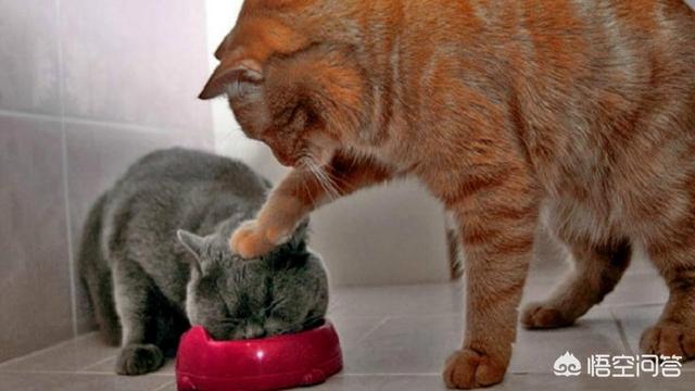 小猫咪视频:我喜欢猫，拍视频没素材，养只猫来做宠物类的自媒体怎么样？