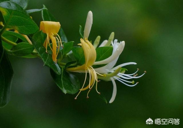 茶树花怎么养殖，盆栽金银花有哪些技巧如何养护