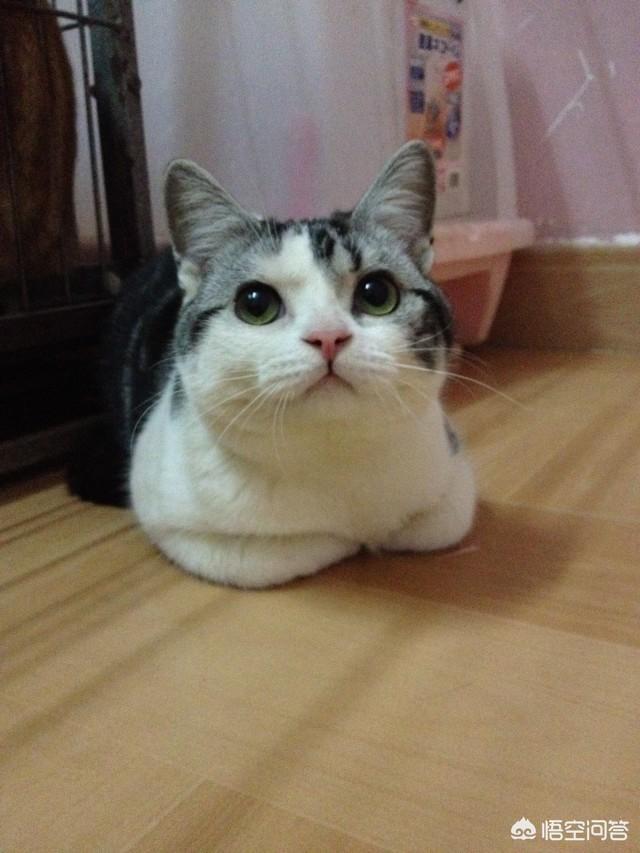 品种猫:品种猫到底是什么意思？有哪些猫是品种猫？